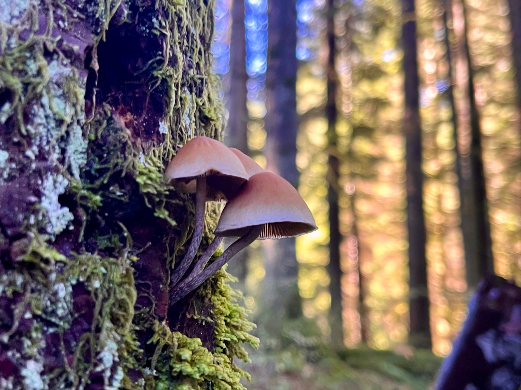 Small mushrooms growing from a moss-covered forest trunk
