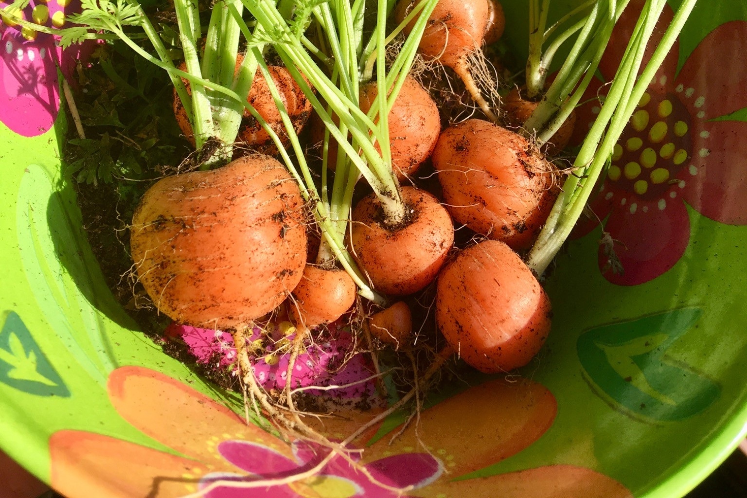 Freshly harvested carrots